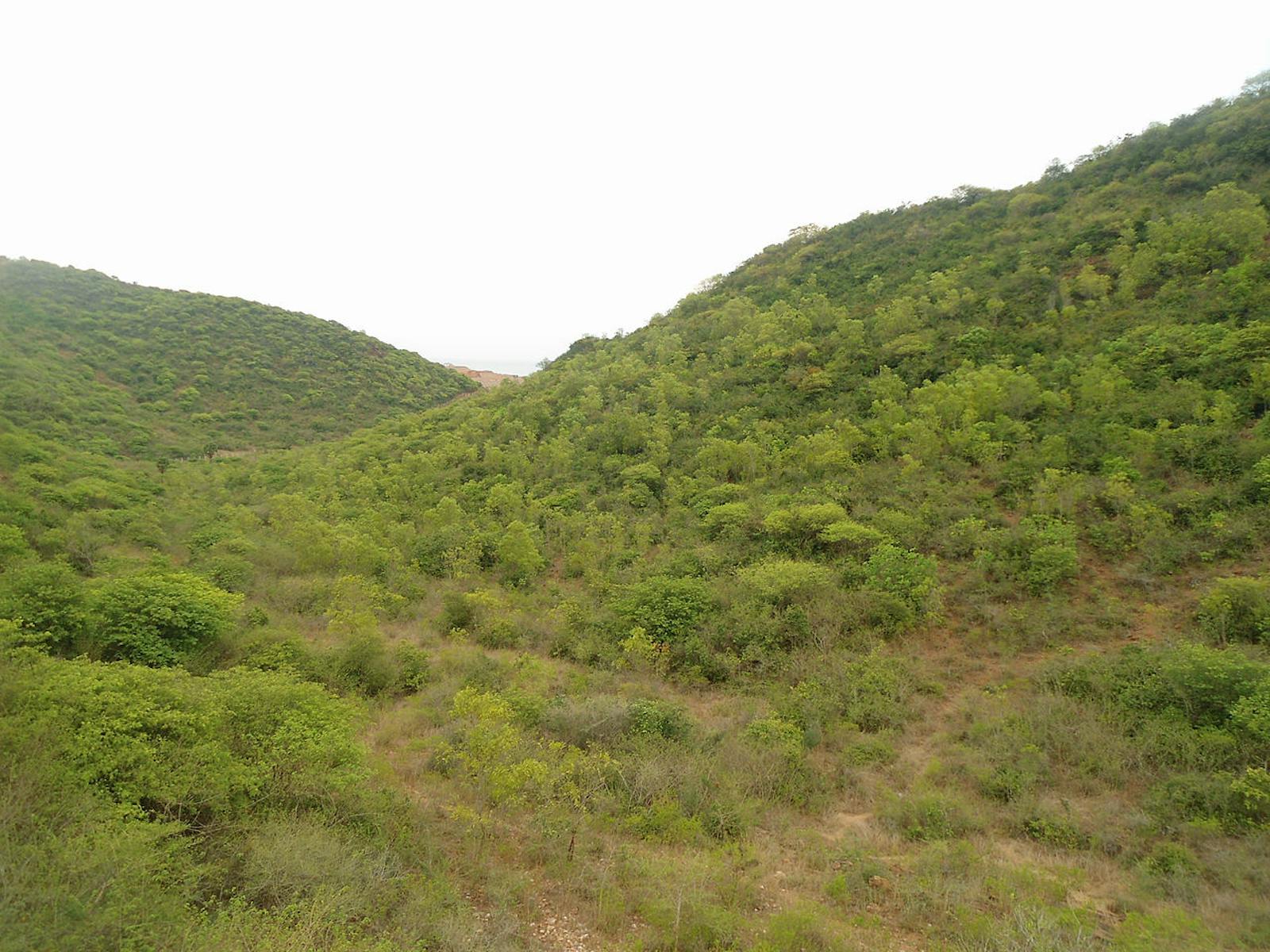 East Deccan Moist Deciduous Forests One Earth